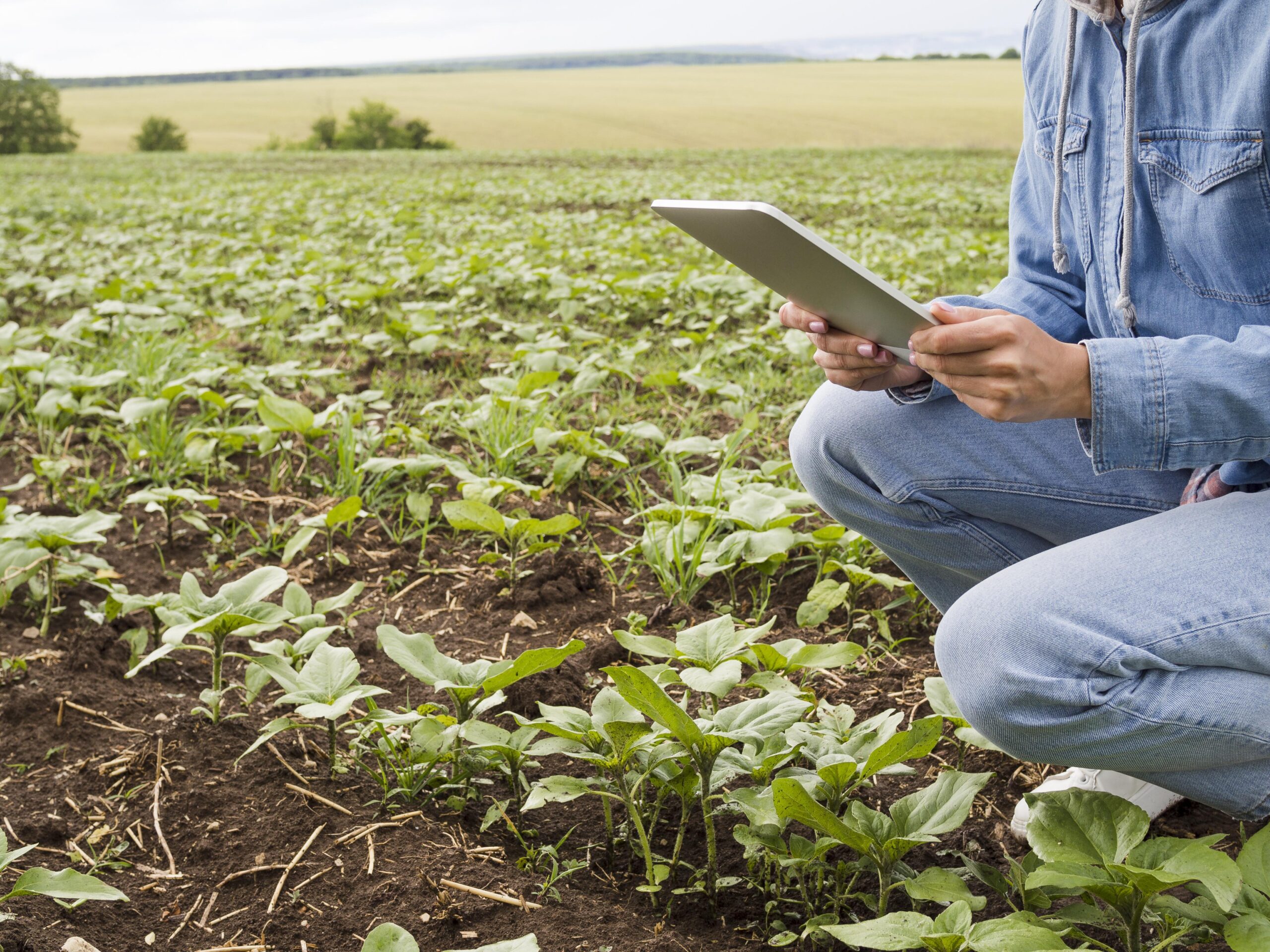 Papel de la certificación orgánica en la exportación agrícola en Argentina