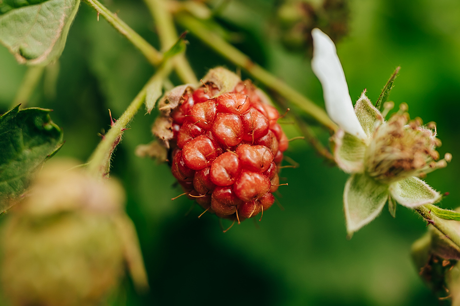 Variedad de alimentos orgánicos sobre superficie naranja, incluyendo papas, pepinos, repollo, tomates, legumbres, semillas y frutos secos.