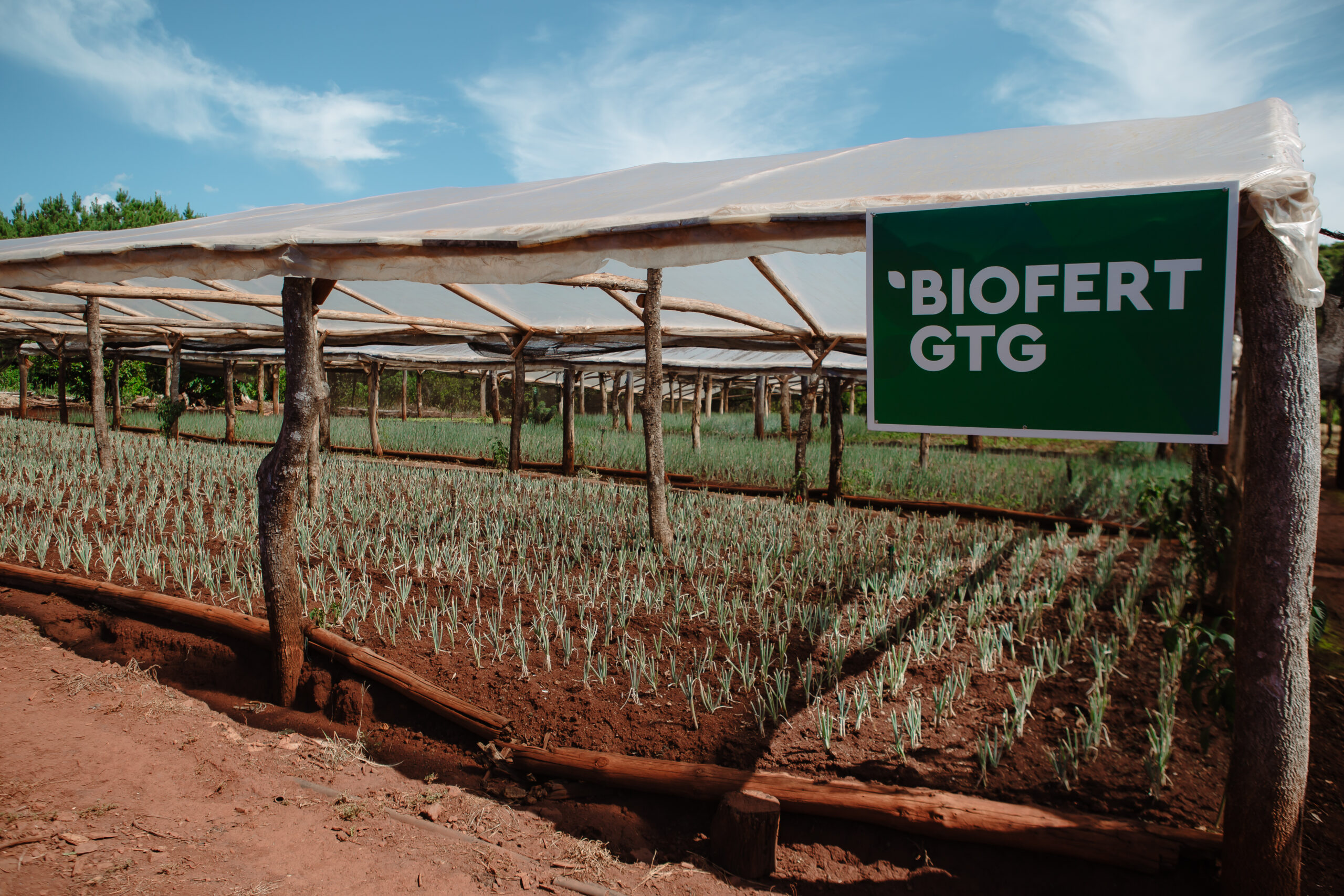 Cultivo de pepinos bajo estructura rústica con techo plástico, tratado con el fertilizante natural BIOFERT GTG.