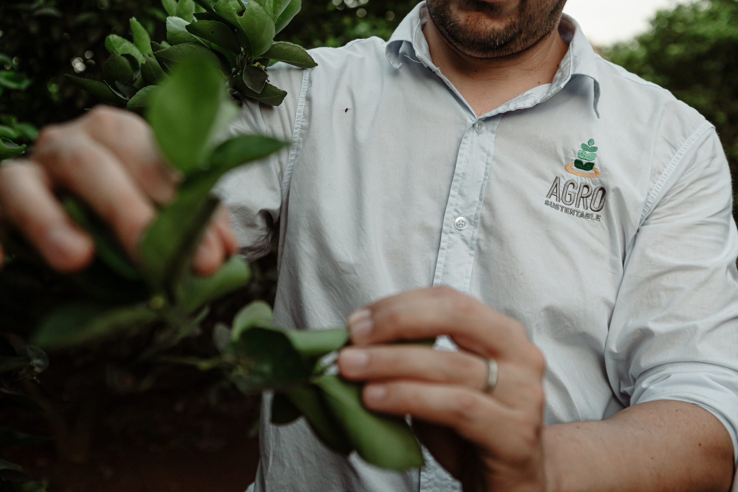 Variedad de verduras frescas orgánicas como coliflor, tomates, repollo, maíz, pimientos y palta dispuestas sobre una mesa rústica de madera.
