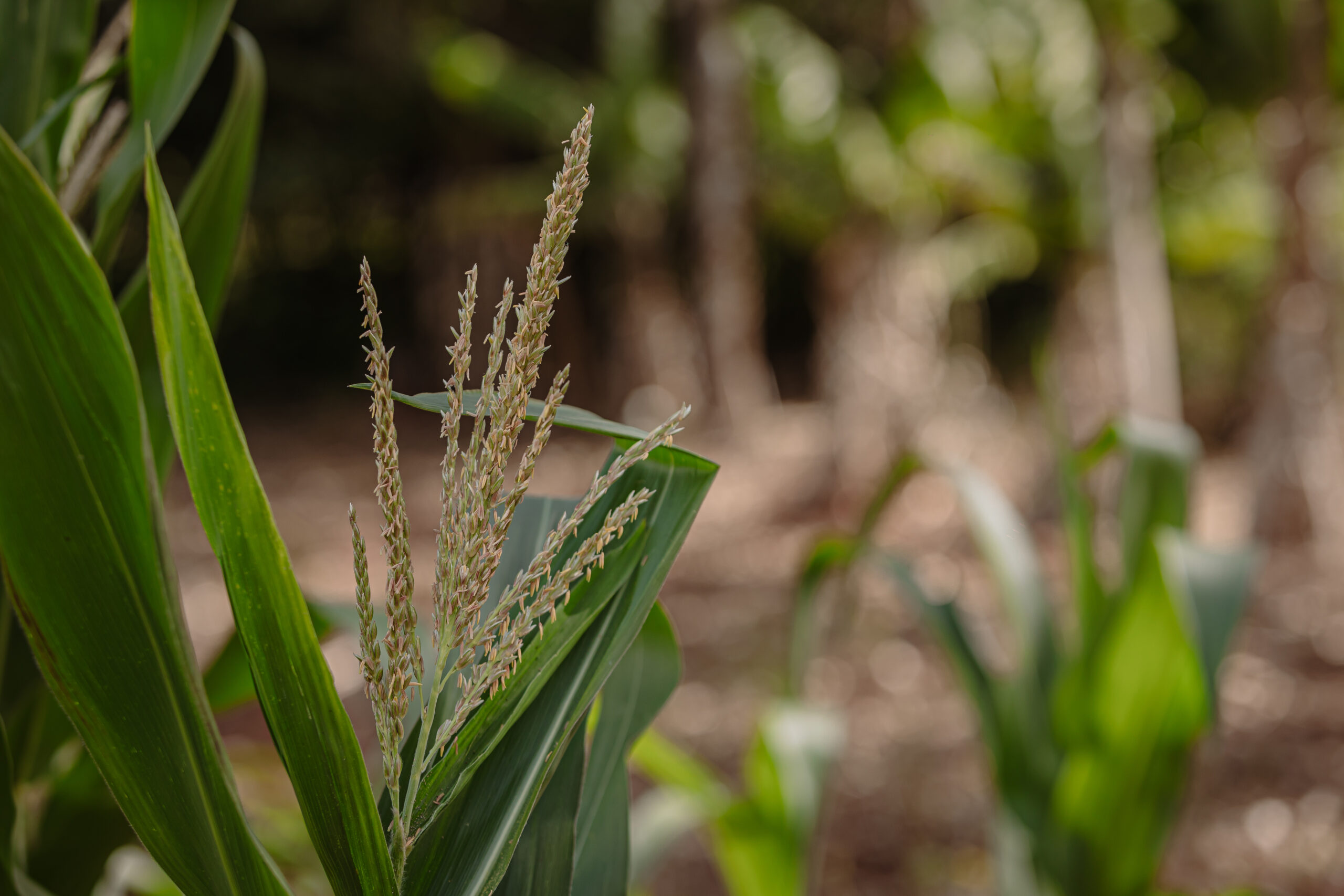 Dos personas intercambian frutas y verduras frescas en bolsas reutilizables sobre una mesa de madera, promoviendo el consumo responsable y orgánico.