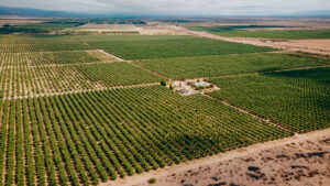 El BIOINSECT y su presencia en la producción de lima y maracuyá orgánica