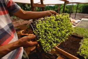 Dos personas observan detalladamente las hojas de un cultivo en un entorno verde, simbolizando el vínculo entre innovación agrícola y sustentabilidad.