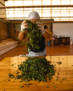 Productor manipula hojas secas en mesa de trabajo durante un proceso artesanal vinculado a prácticas agrícolas sostenibles.