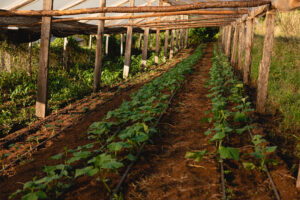Producción de cultivos de Agro Sustentable. ¿Y el pepino?
