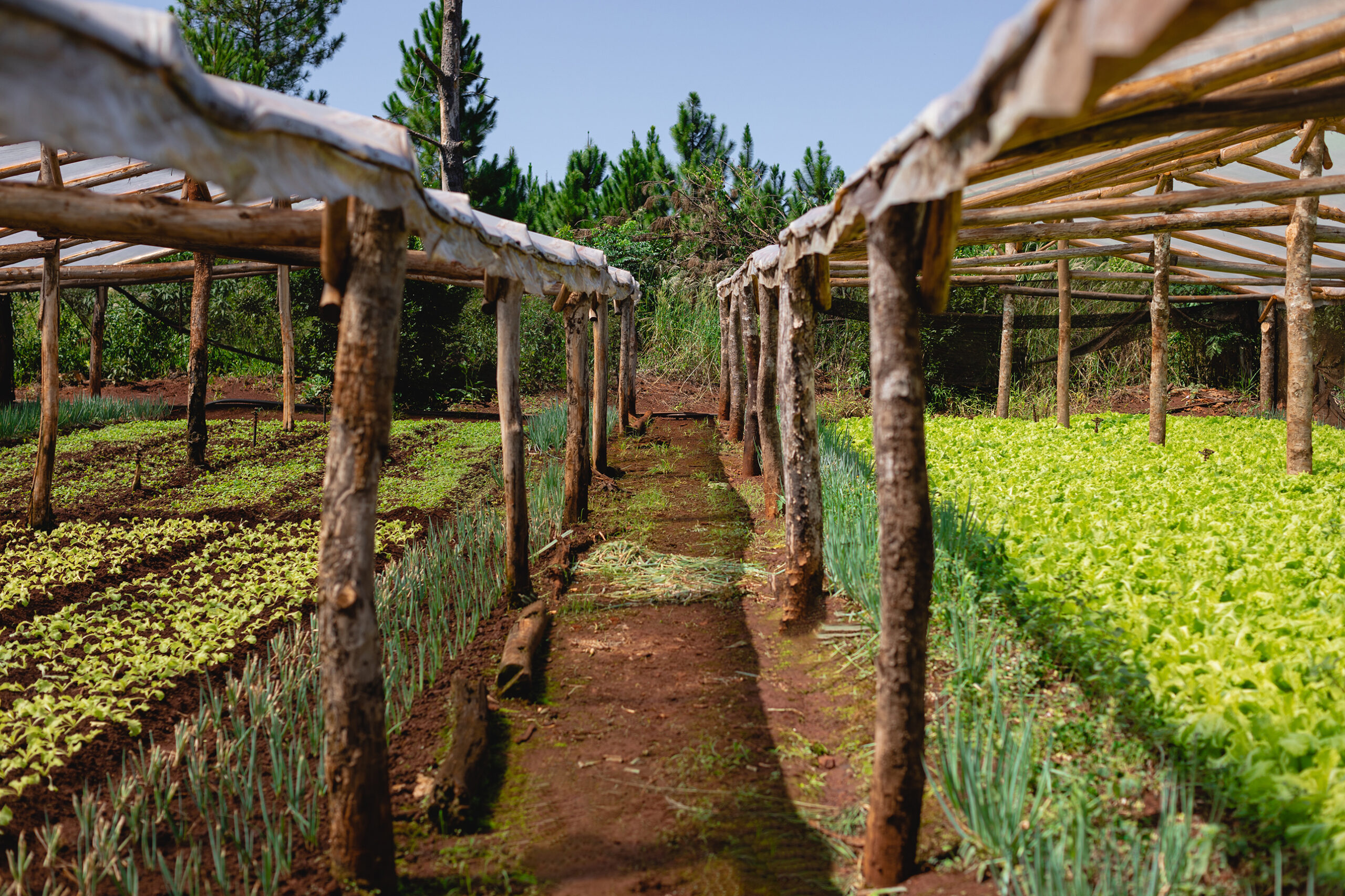 Cultivo agroecológico protegido por estructuras rústicas en una finca de Misiones, impulsado con bioinsumos y tecnología sostenible.