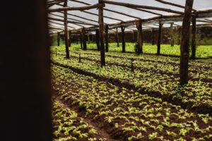 Se presentó una tecnología que permite detectar carbono orgánico en los suelos agrícolas