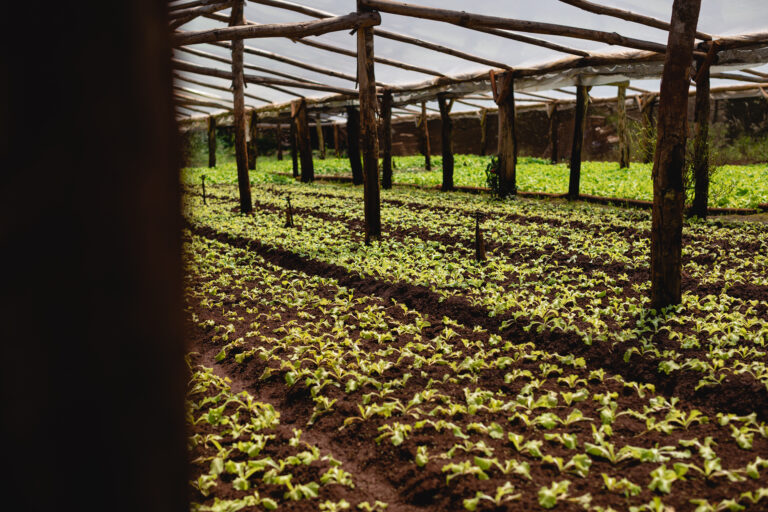 Se presentó una tecnología que permite detectar carbono orgánico en los suelos agrícolas