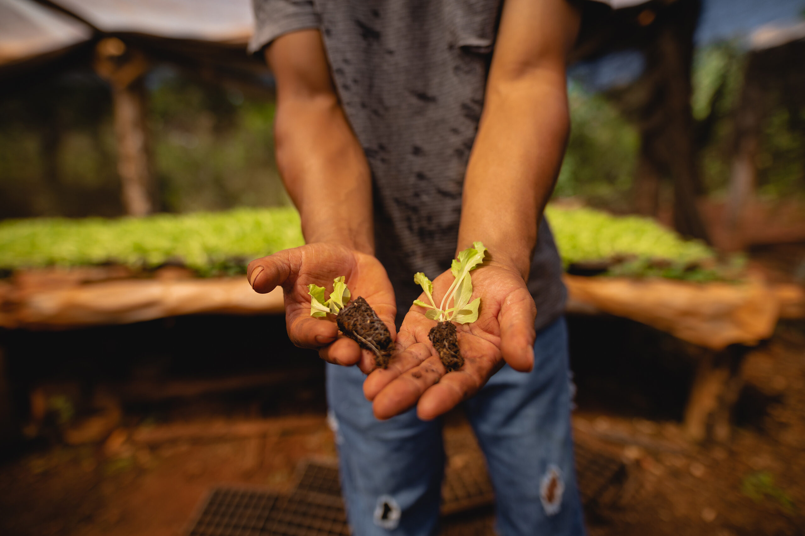 Manos de agricultor sostienen dos plantines de lechuga con raíces envueltas en tierra, listos para ser trasplantados en un invernadero.