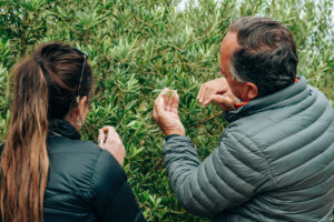 Dos personas observan con atención las hojas de un cultivo verde, analizando su estado en un entorno agrícola natural.