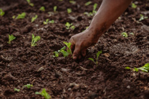 Mano de agricultor plantando un brote en tierra fértil, representando la integración entre tradición agrícola y tecnología de precisión.