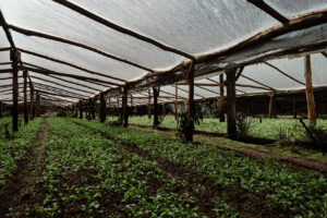 El insecticida de Agro Sustentable ayuda a terminar con las plagas que afectan al pepino