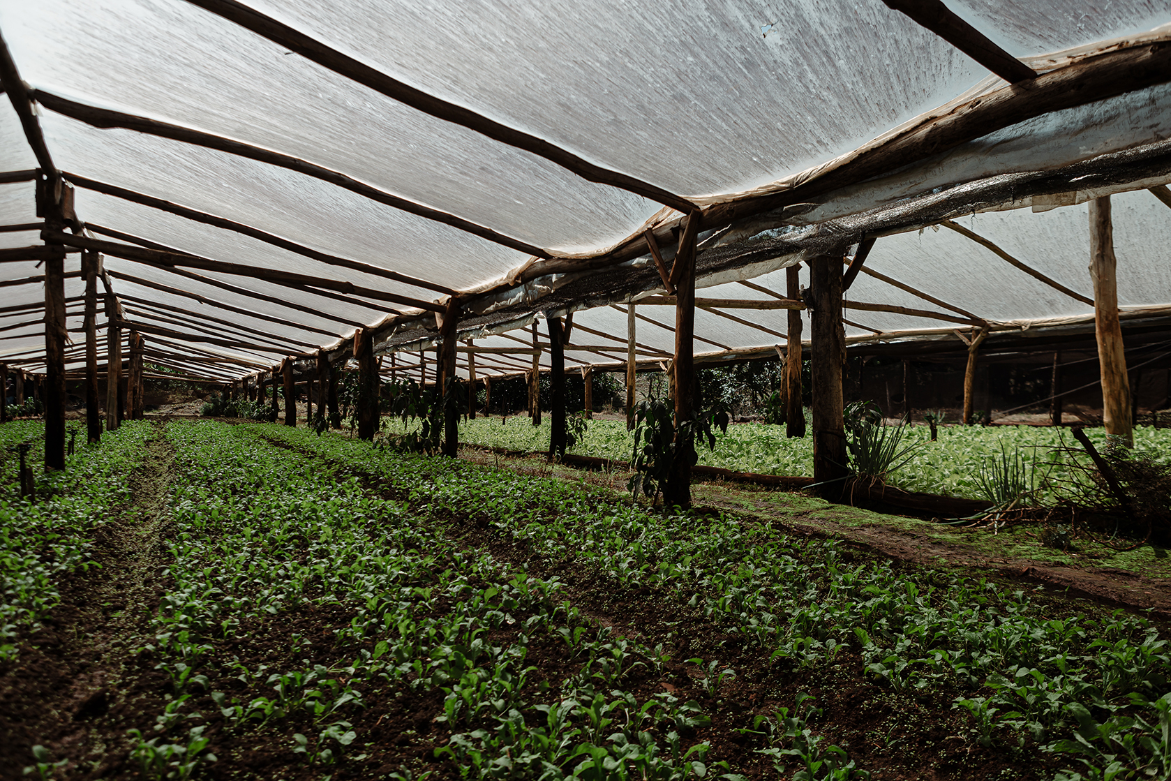 Cultivo de pepino en crecimiento dentro de un invernadero artesanal con estructura de madera y cubierta plástica que regula el ambiente para un desarrollo saludable.