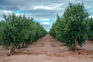 ¿Cómo sembrar el pepino? La influencia de Agro Sustentable