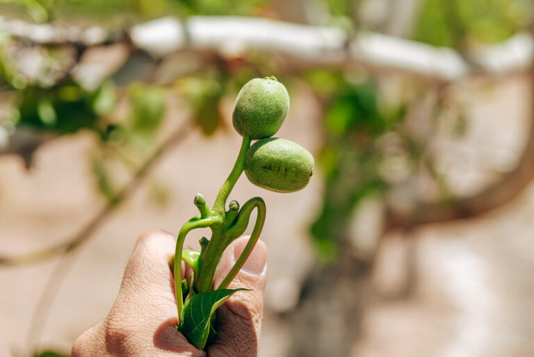 Rentabilidad y sostenibilidad, dos ejes indiscutibles para Agro Sustentable