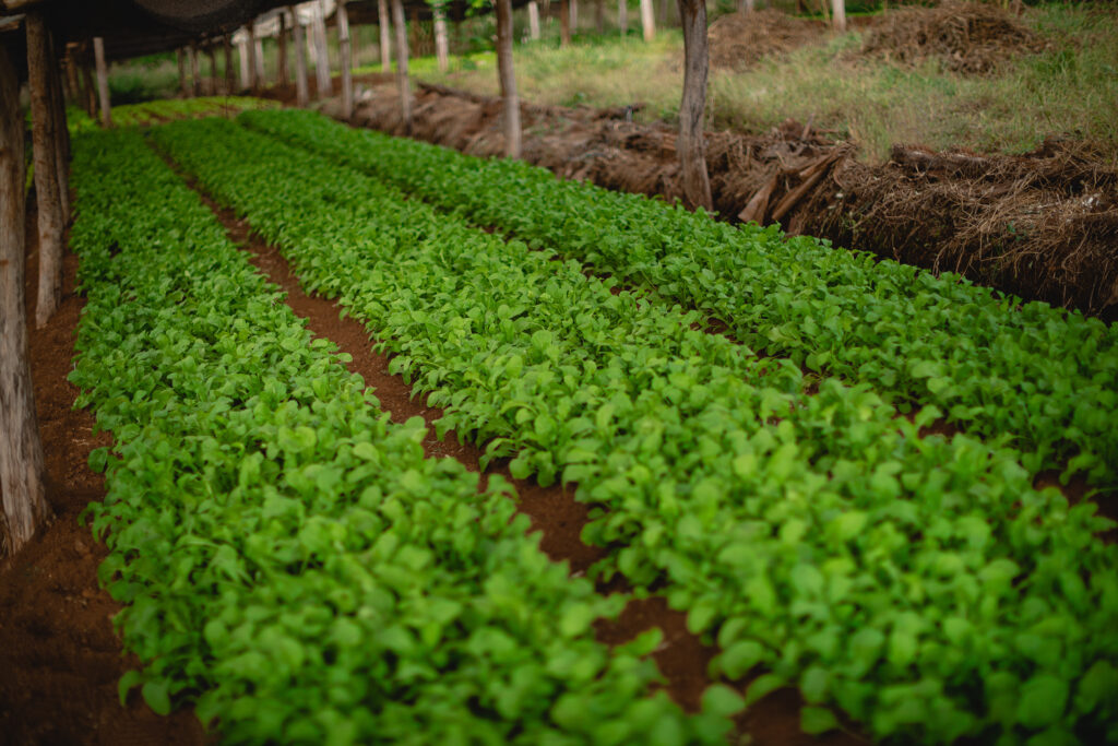 Tecnología para productores: empresarios de Córdoba diseñaron una app para las tareas del campo