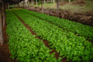 Tecnología para productores: empresarios de Córdoba diseñaron una app para las tareas del campo