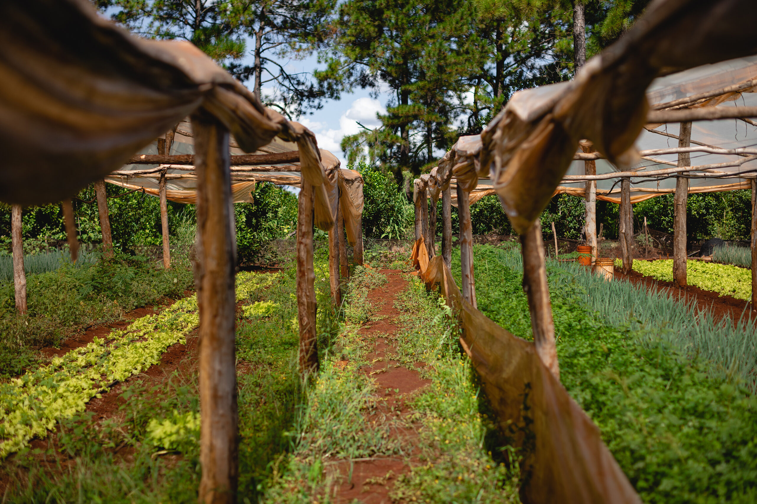 Cultivo agroecológico protegido con estructuras de madera y lonas, rodeado de árboles en un entorno natural.