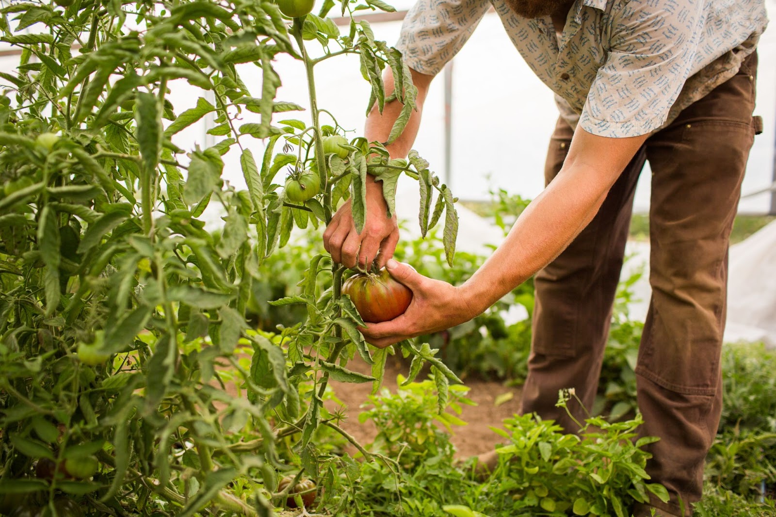 Agricultor cosechando un tomate maduro de una planta orgánica en un invernadero, rodeado de vegetación saludable y sin uso de agroquímicos