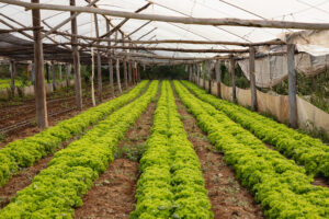 Cultivo de lechuga bajo invernadero con estructura rústica de madera y cobertura plástica, en un sistema de producción ecológica.