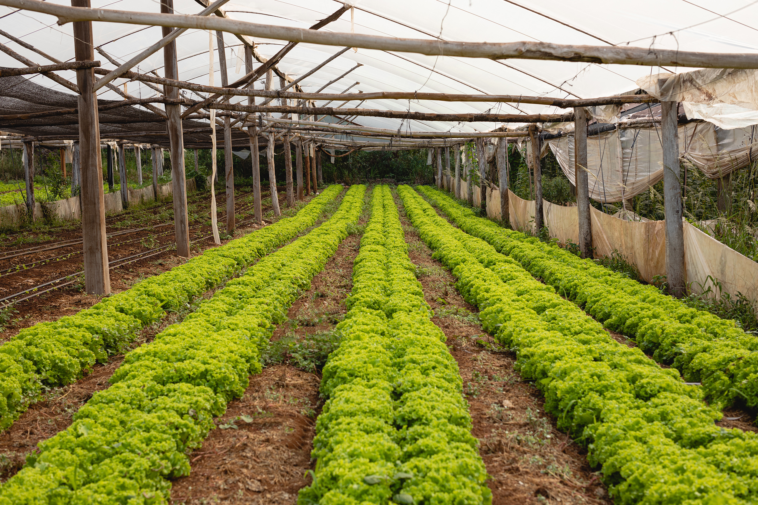 Cultivo de lechuga bajo invernadero con estructura rústica de madera y cobertura plástica, en un sistema de producción ecológica.