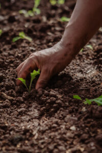Mano de agricultor sembrando una pequeña plántula en un terreno fértil y húmedo.