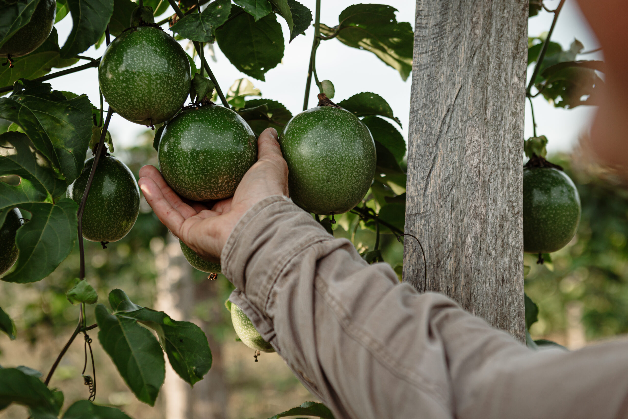Mano de agricultor inspecciona una fruta de maracuyá en una plantación sustentable, rodeada de hojas verdes y estructuras de soporte de cultivo.