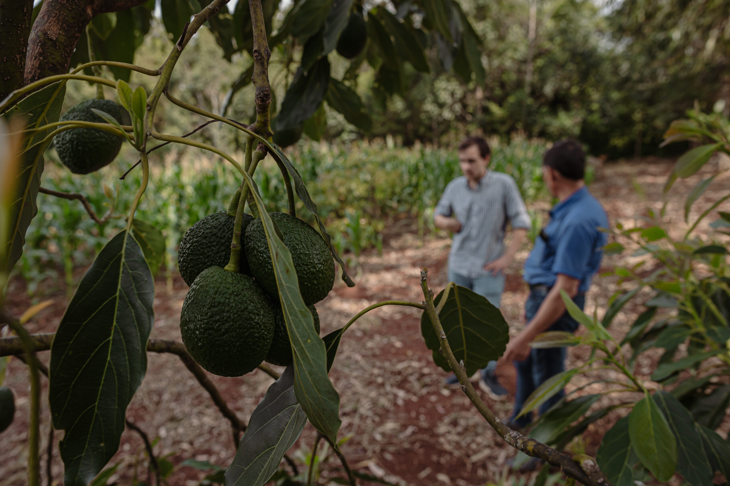 Frutos de palta (aguacate) en primer plano con dos productores conversando en el fondo en un campo agroecológico.