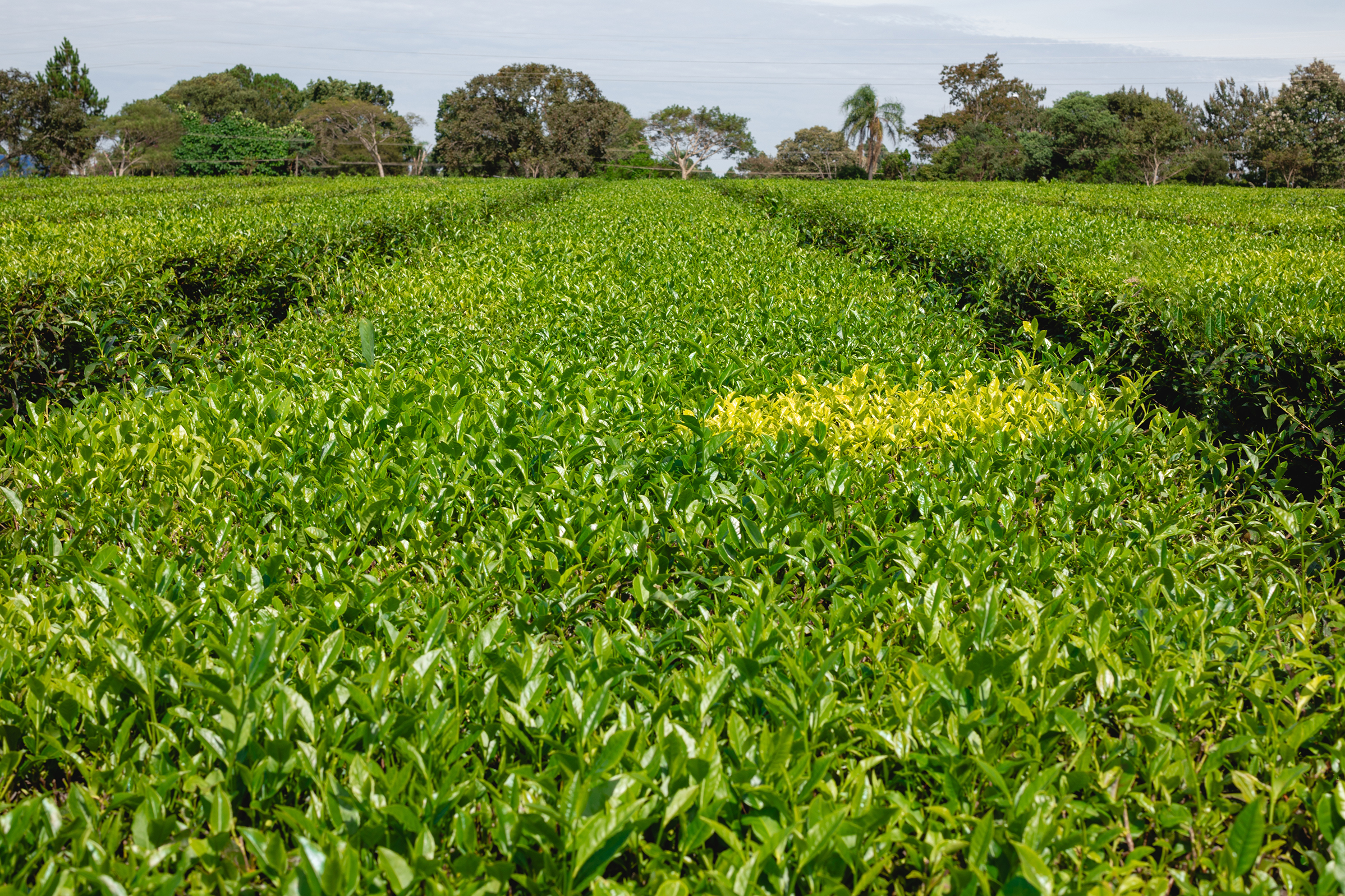 Plantación de cultivo con una franja de hojas amarillas entre verdes, vista desde el nivel del suelo, rodeada de árboles.