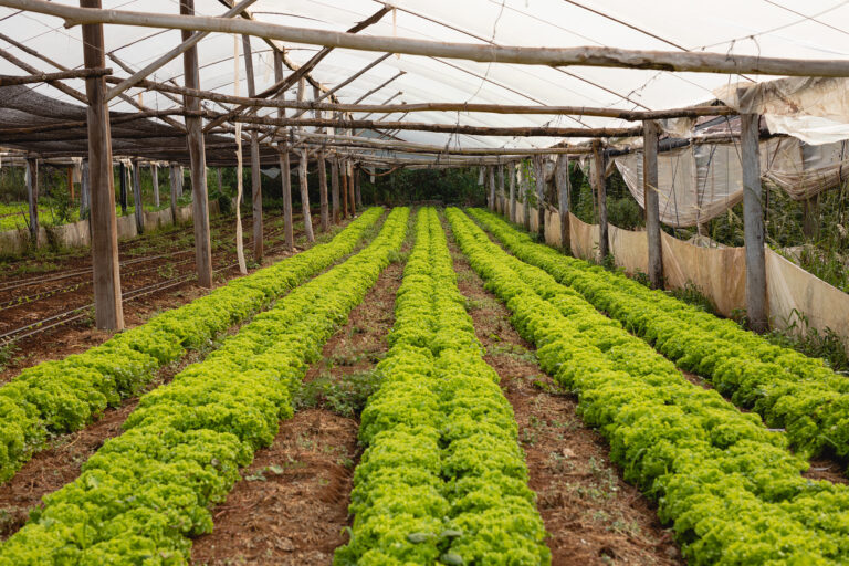 Técnicas de nutrición para las plantas: la importancia de los biofertilizantes