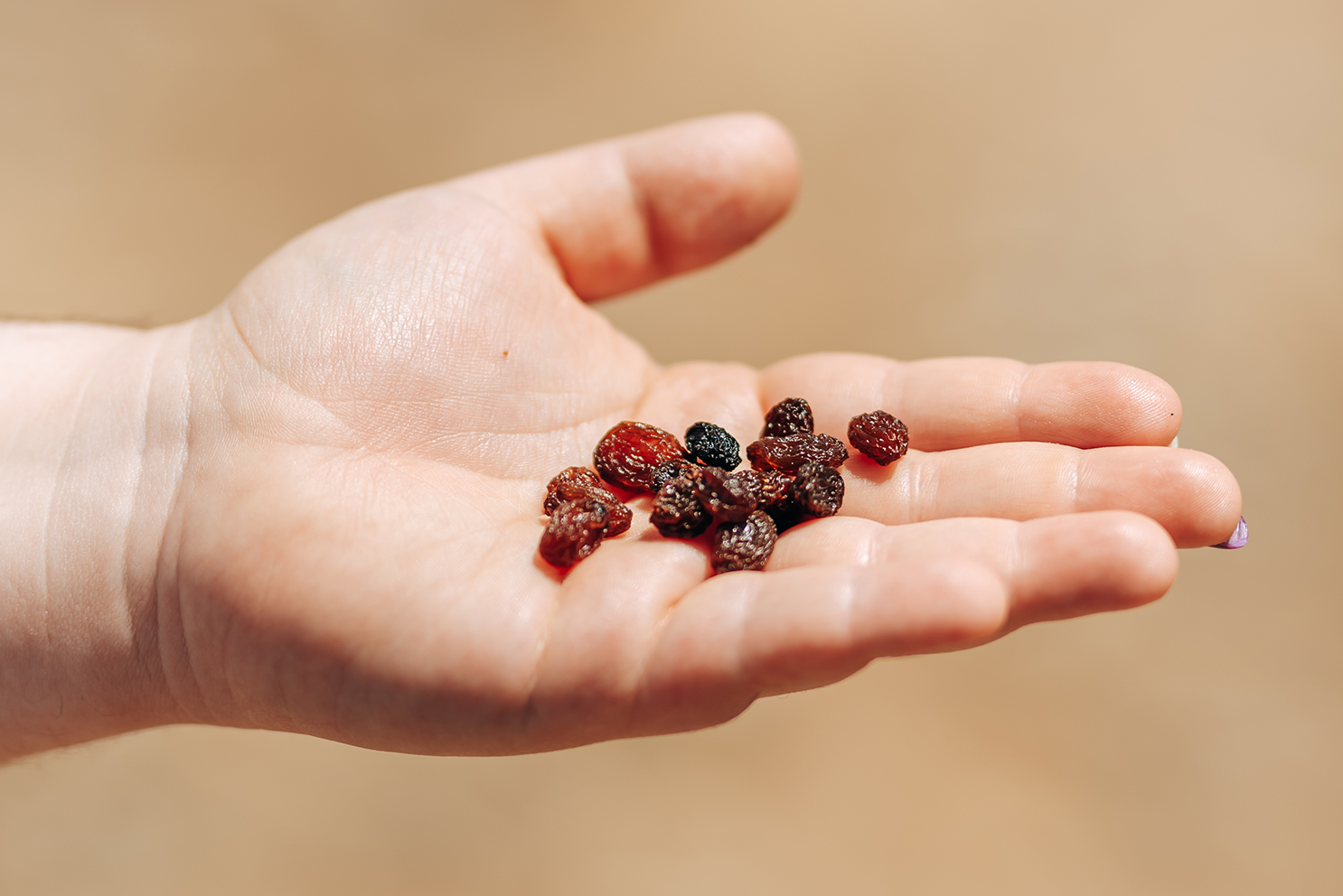 Mano sosteniendo uvas pasas secadas al sol, símbolo de producción agrícola sostenible.