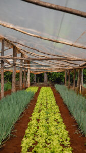 Los factores climáticos que influyen en el cultivo de pepino en invernadero