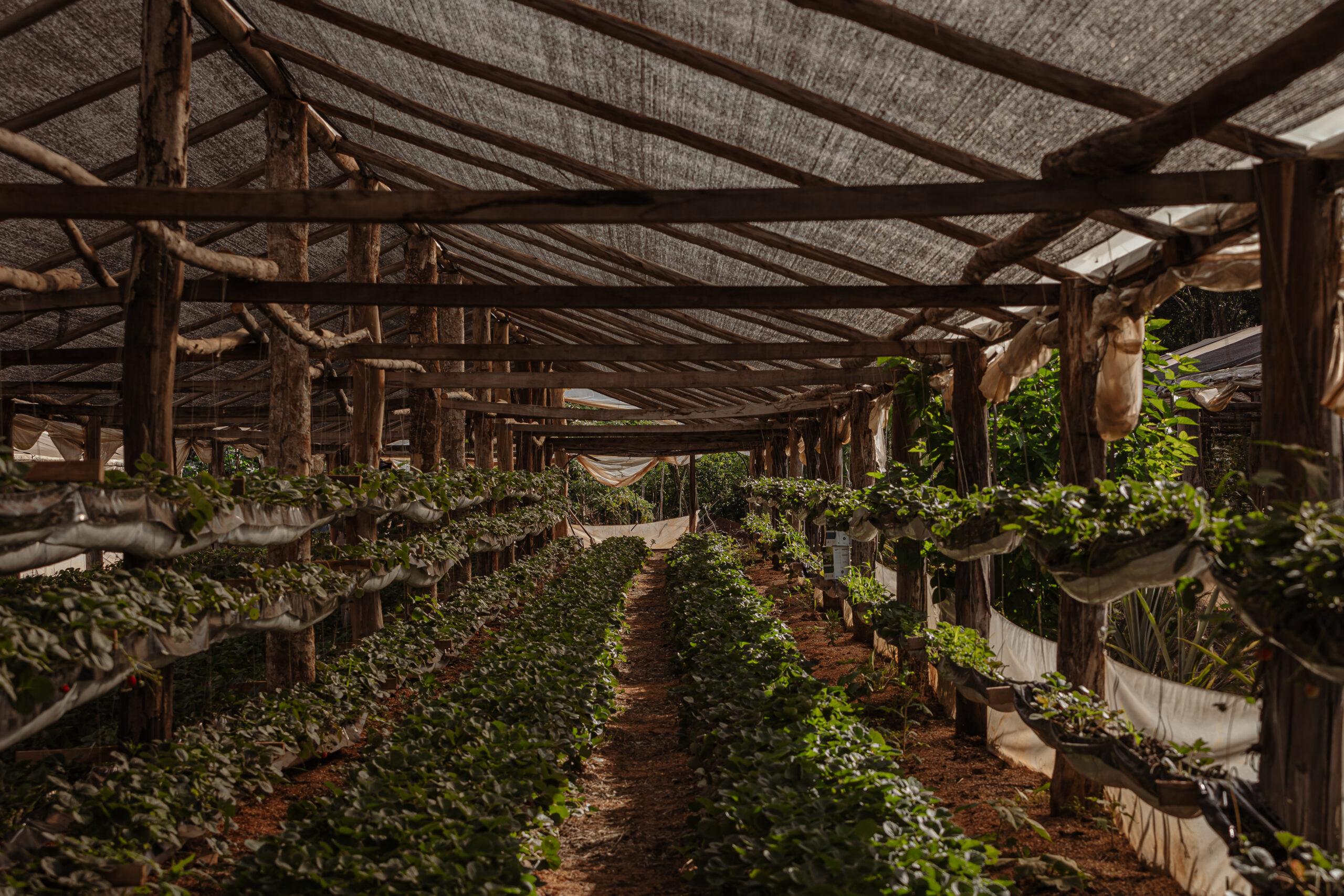 Invernadero artesanal con cultivo de hortalizas en sistema orgánico y estructura de madera natural.