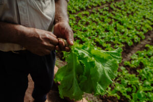 Manos de un agricultor sosteniendo una lechuga fresca, con fondo de cultivo orgánico en tierra fértil.