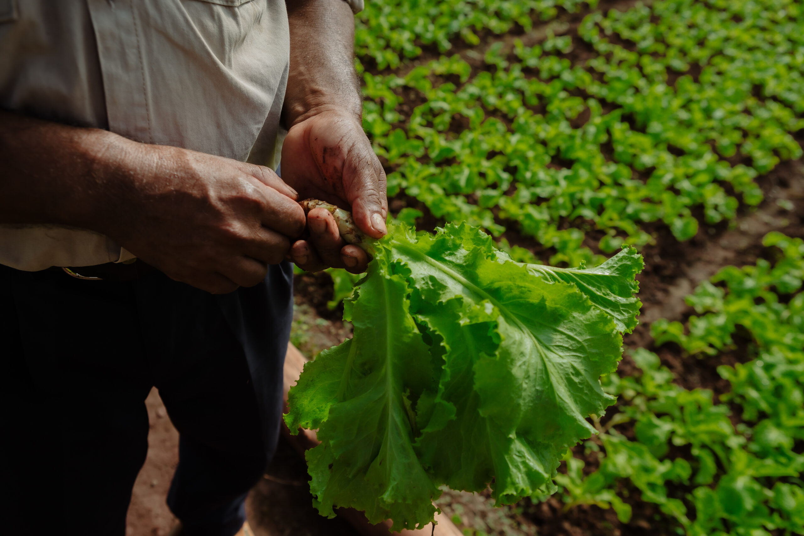 Manos de un agricultor sosteniendo una lechuga fresca, con fondo de cultivo orgánico en tierra fértil.