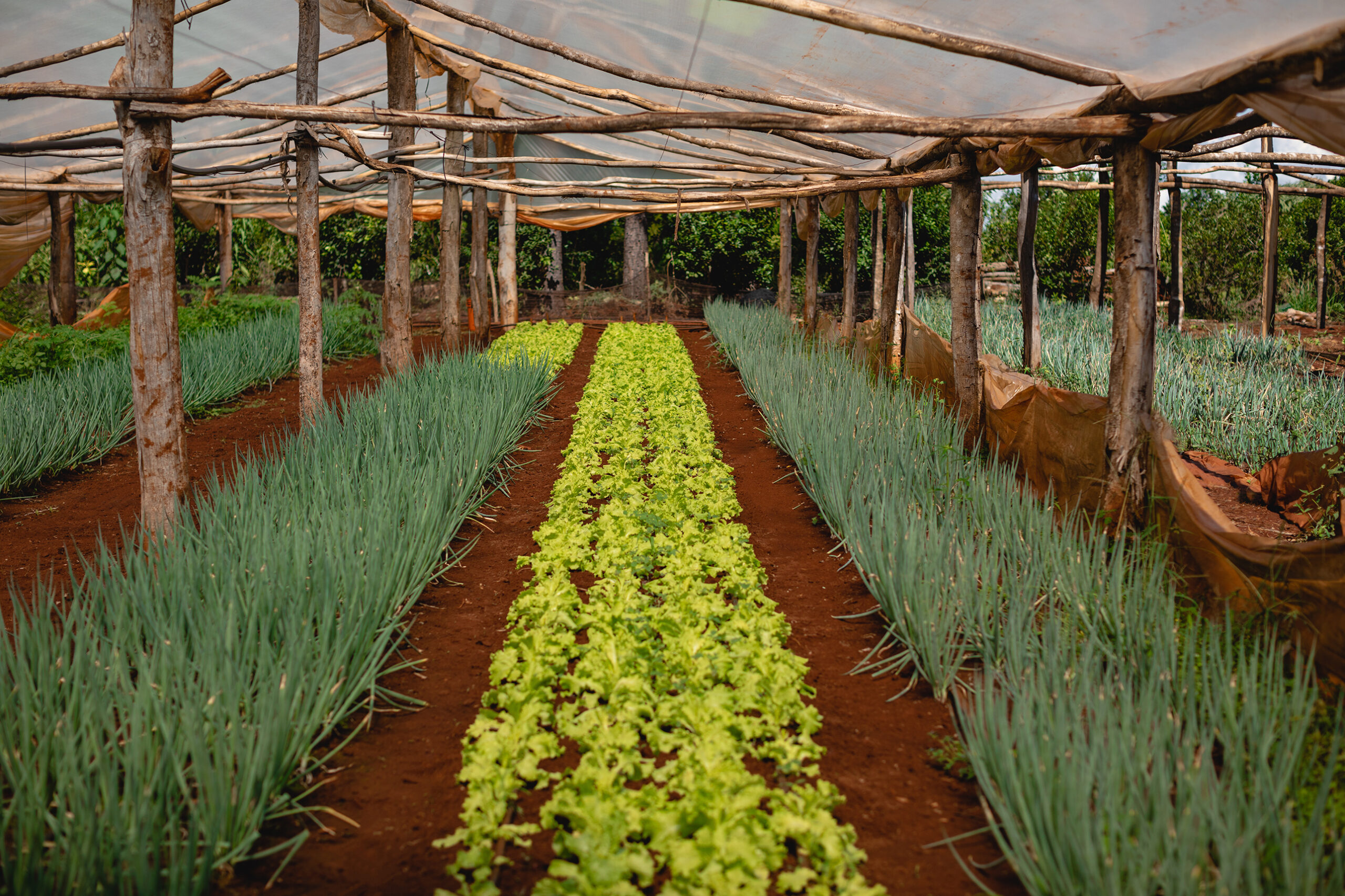 Invernadero rústico con cultivos orgánicos de lechuga y cebolla en hileras ordenadas, protegido por techo de plástico y estructura de madera, en zona rural rodeada de vegetación.