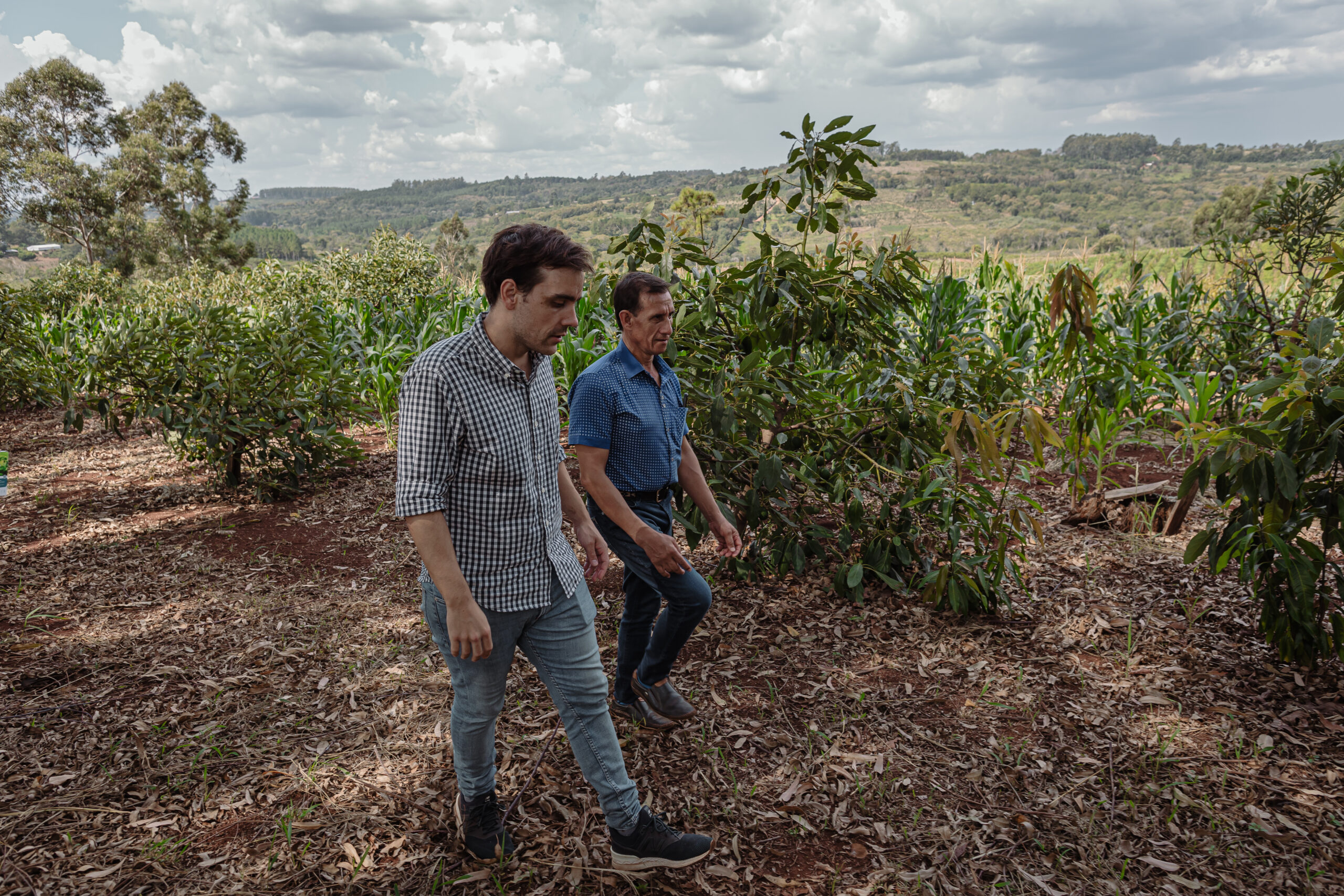Dos ingenieros agrónomos caminan entre cultivos de maíz y árboles frutales en un terreno rural, bajo un cielo nublado.