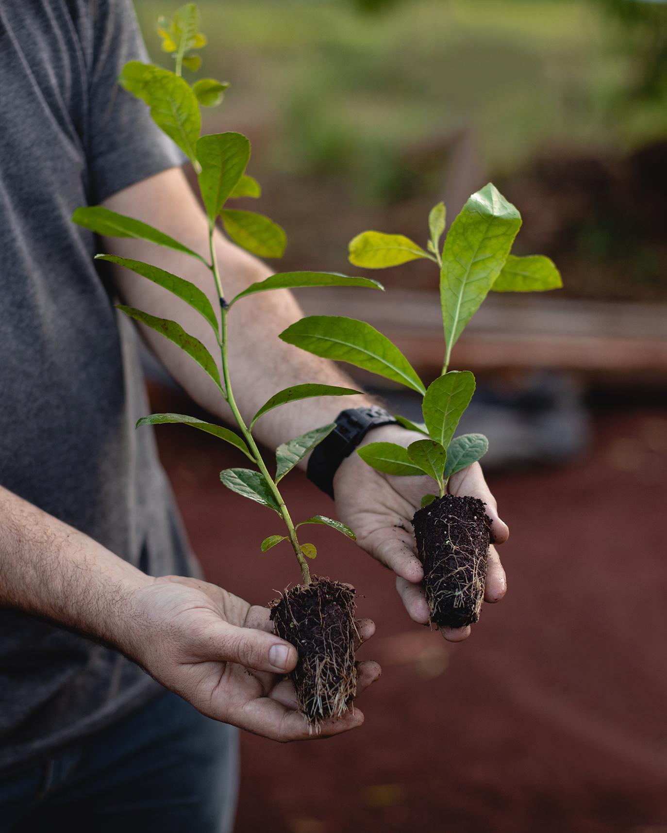 Manos sosteniendo dos plantines con raíces expuestas, listos para ser trasplantados en suelo fértil.