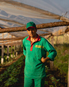 Pepino para conserva: la forma de cultivarlos y almacenarlos