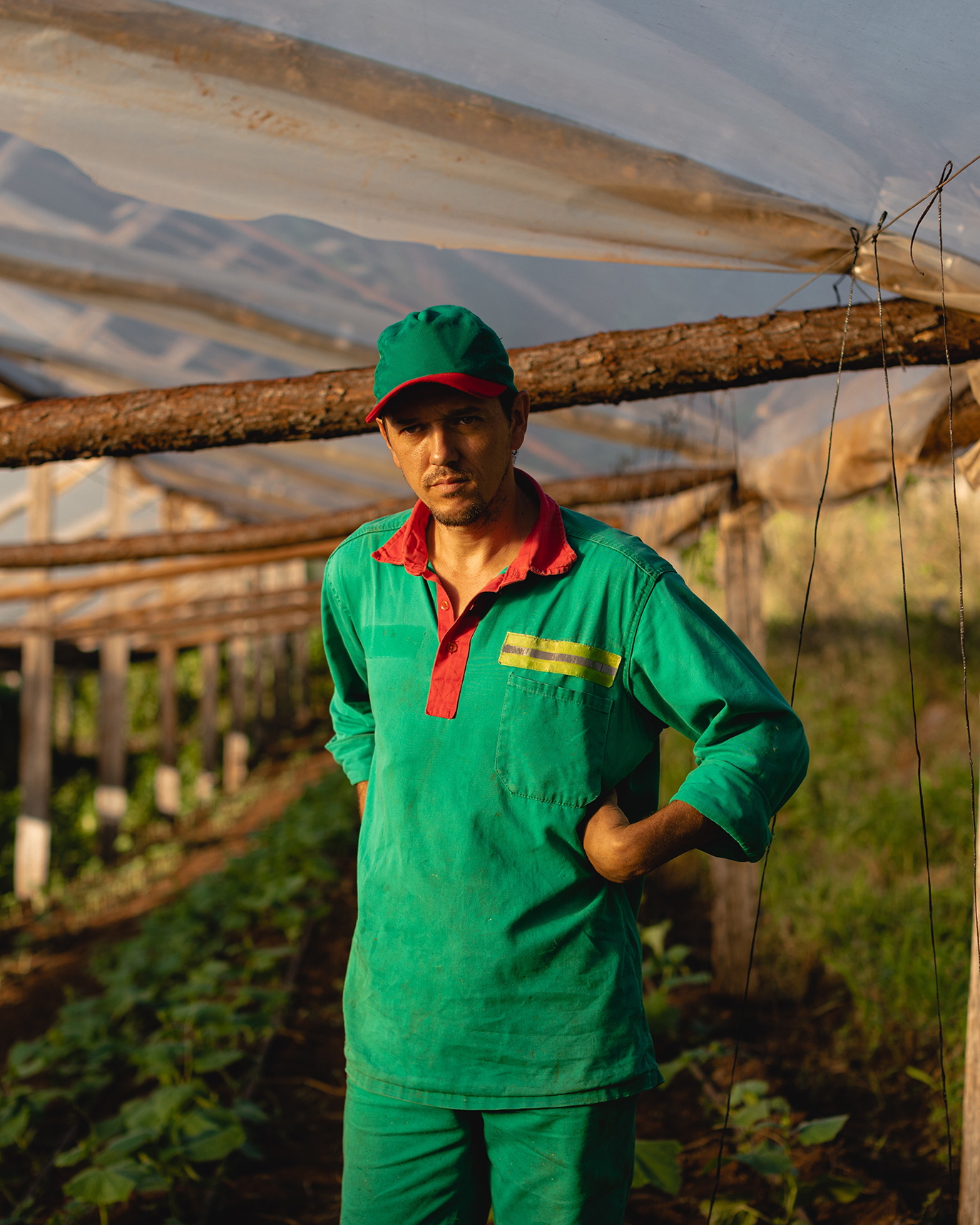Agricultor en invernadero de pepinos para conserva.
