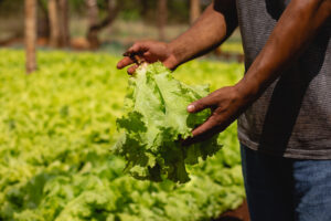 Mano de agricultor sosteniendo lechuga fresca en un campo agrícola, con fondo de cultivo de hojas verdes en proceso de crecimiento.