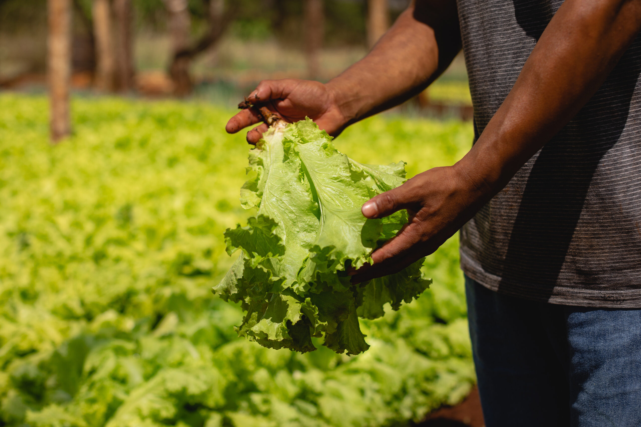 Mano de agricultor sosteniendo lechuga fresca en un campo agrícola, con fondo de cultivo de hojas verdes en proceso de crecimiento.