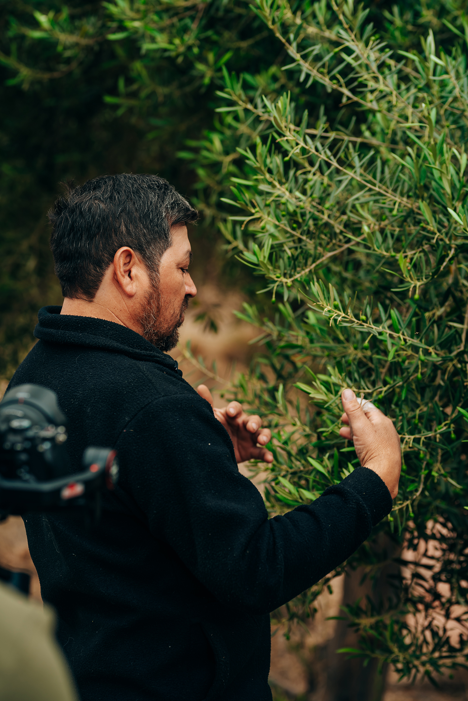 agricultor inspecciona una rama de olivo en un entorno natural, enfocado en prácticas sostenibles.