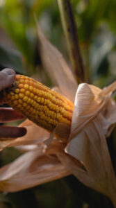 El rol de la trazabilidad en la exportación agroalimentaria