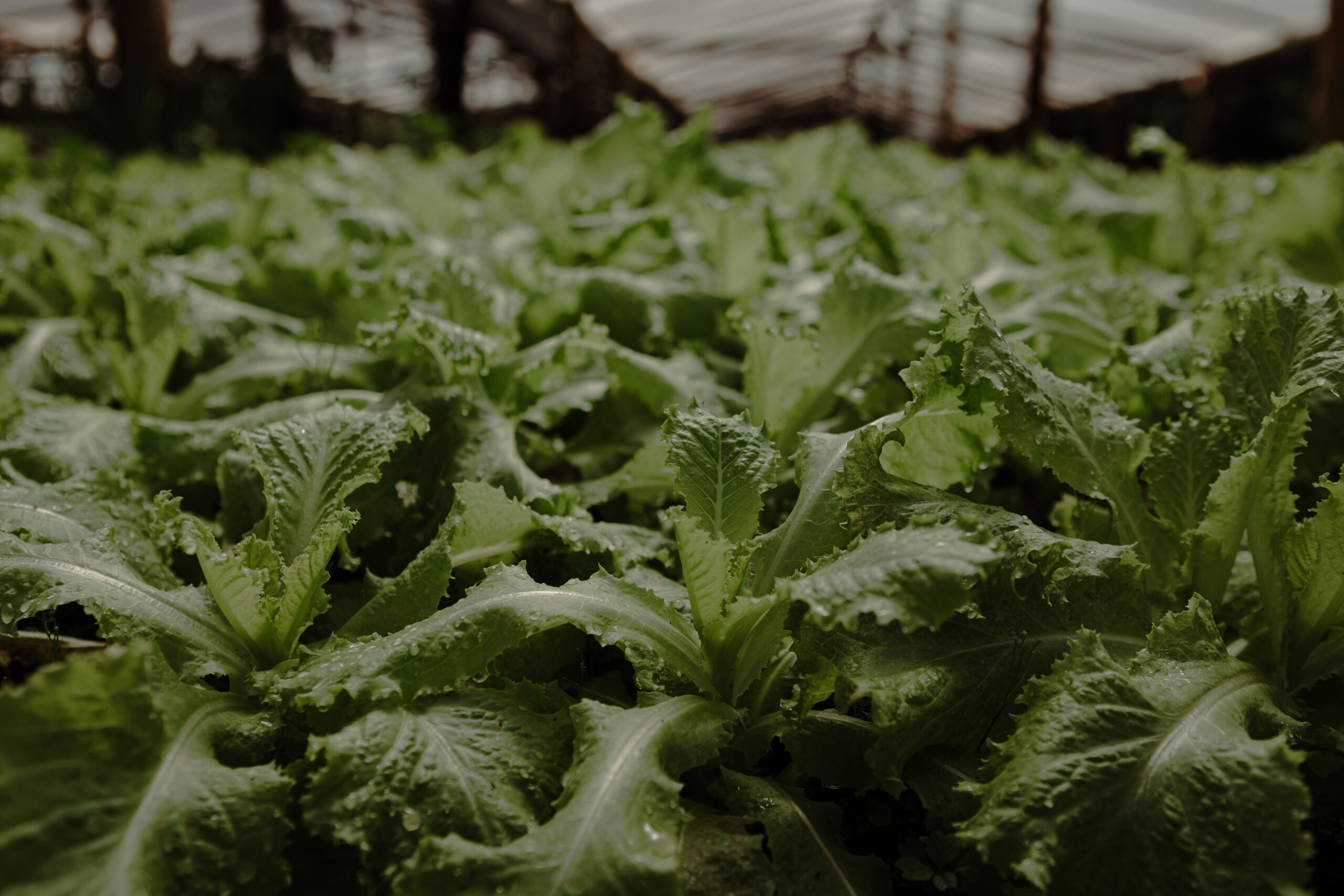 Cultivo de hojas verdes frescas y orgánicas bajo cobertura de invernadero, listas para su cosecha.