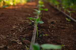 Los sistemas de siembra disponibles para el cultivo de pepino