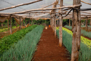 Desafíos en los mercados internacionales de productos orgánicos