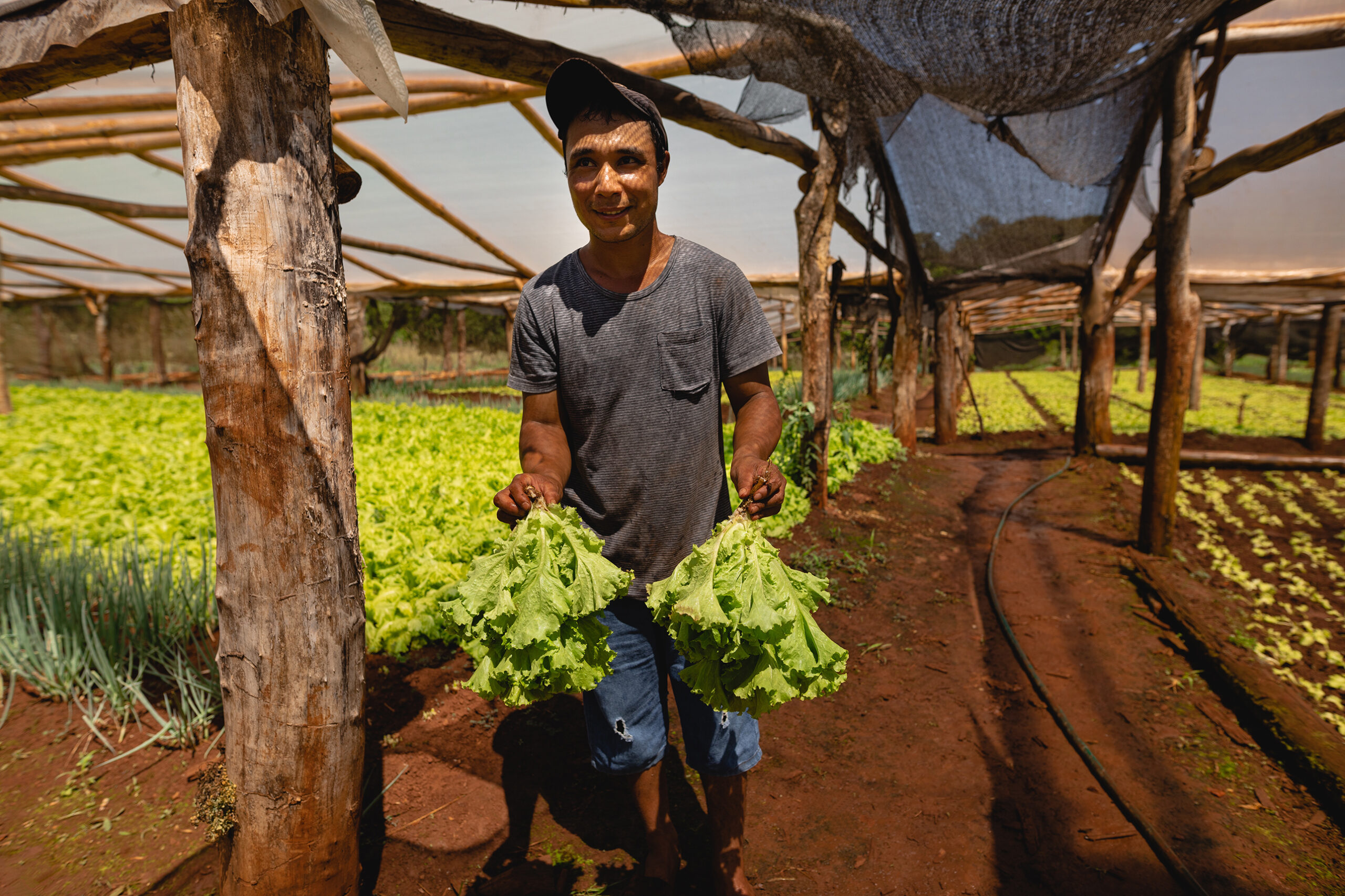 Agricultor sonriente sostiene dos manojos de lechuga recién cosechada en un invernadero rústico.