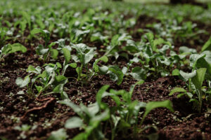 Los cinco pasos para completar una exportación de productos orgánicos