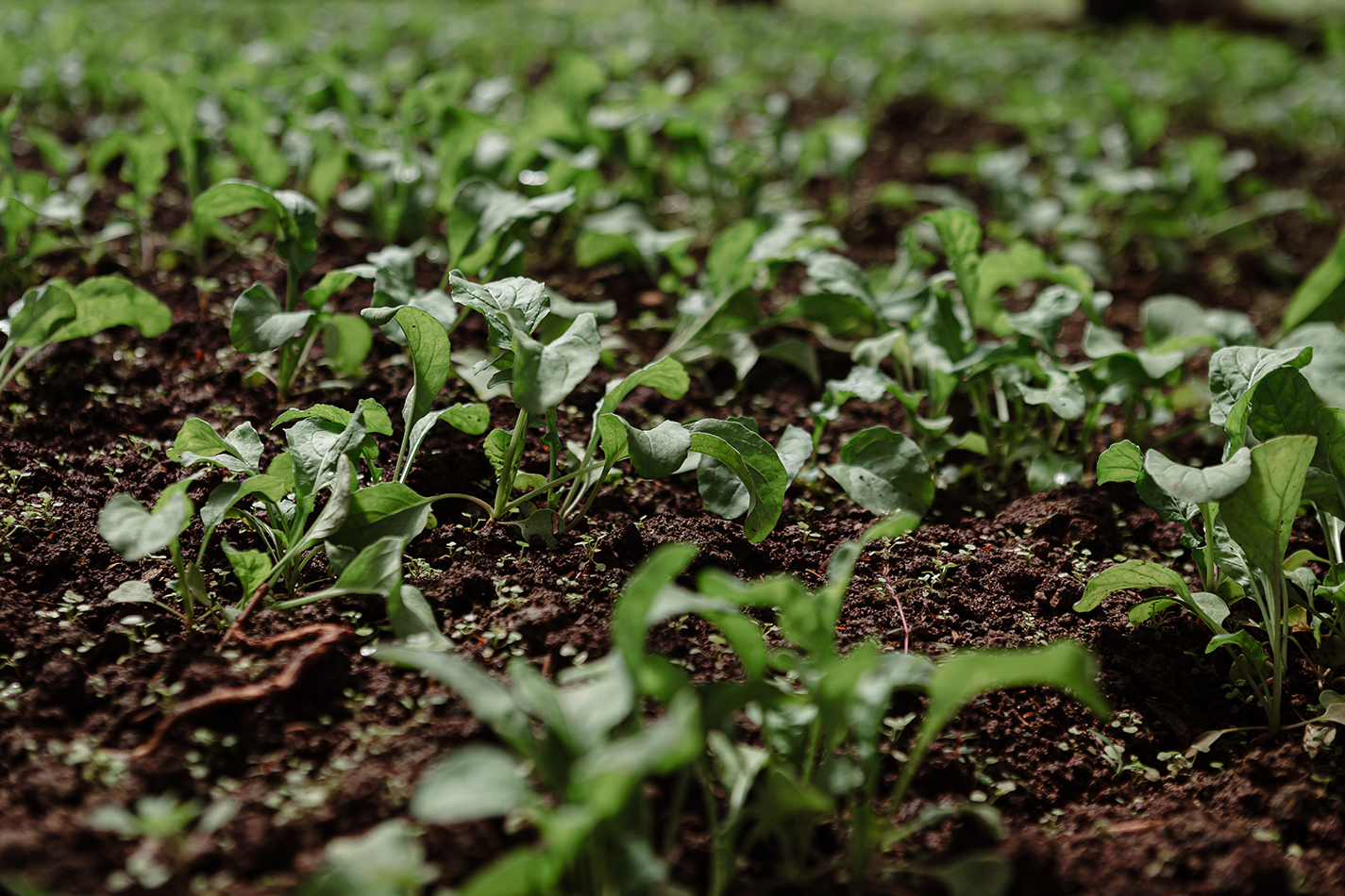 Cultivo orgánico de hojas verdes creciendo en suelo fértil con luz natural.